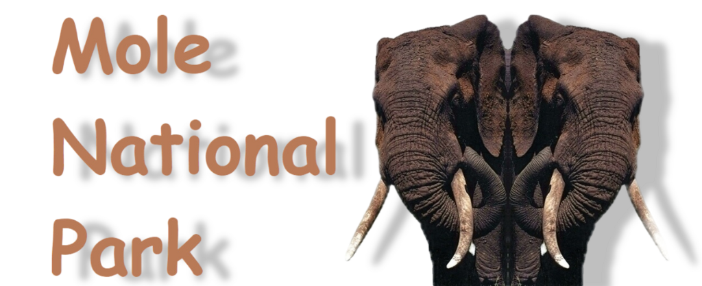 Mole National Park website! Best info and photos of Mole , Elephants and Hippos
